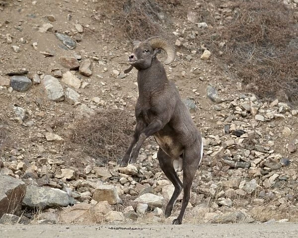 Bighorn sheep (Ovis canadensis) ram about to start a head butt durng the rut, Clear Creek County, Colorado, United States of America, North America