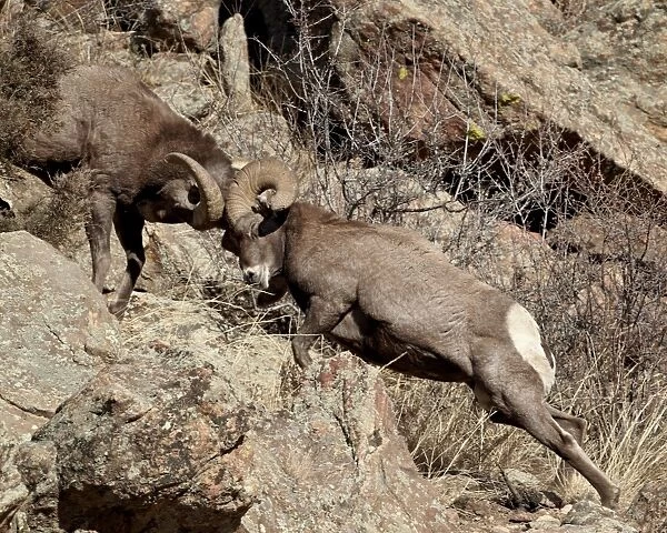 Two bighorn sheep (Ovis canadensis) rams head butting, Clear Creek County, Colorado, United States of America, North America