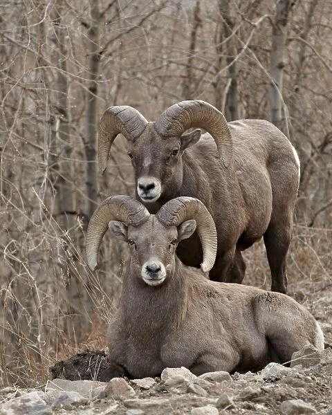 Two bighorn sheep (Ovis canadensis) rams during the rut, Clear Creek County, Colorado, United States of America, North America