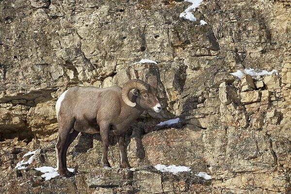 Bighorn sheep (Ovis canadensis) in the winter, Yellowstone National Park, Wyoming, United States of America, North America