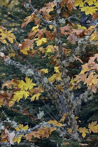 Bigleaf maple (Oregon maple) (Acer macrophyllum) in the fall, Mount Hood National Forest, Oregon, United States of America, North America