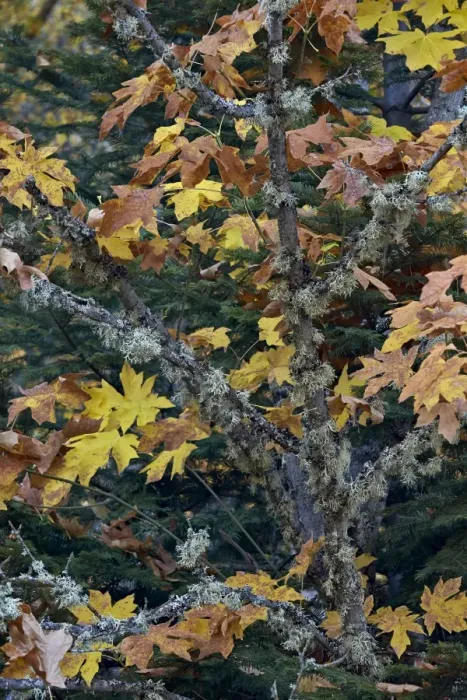 Framed Print : Bigleaf maple (Oregon maple) (Acer macrophyllum) in the fall, Mount Hood National Forest, Oregon, United States of America, North America Framed Print : Bigleaf maple (Oregon maple) (Acer macrophyllum) in the fall, Mount Hood National Forest, Oregon, United States of America, North America