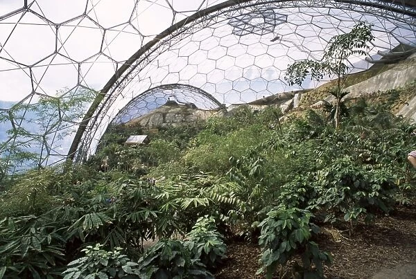 Biome interior, The Eden Project, near St. Austell, Cornwall, England, United Kingdom