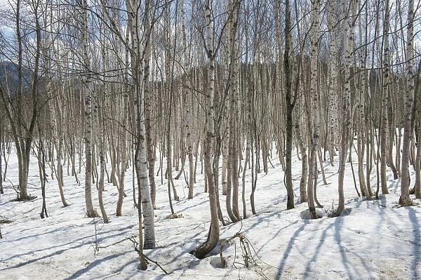 Birch tree forest, Furano, Hokkaido, Japan, Asia