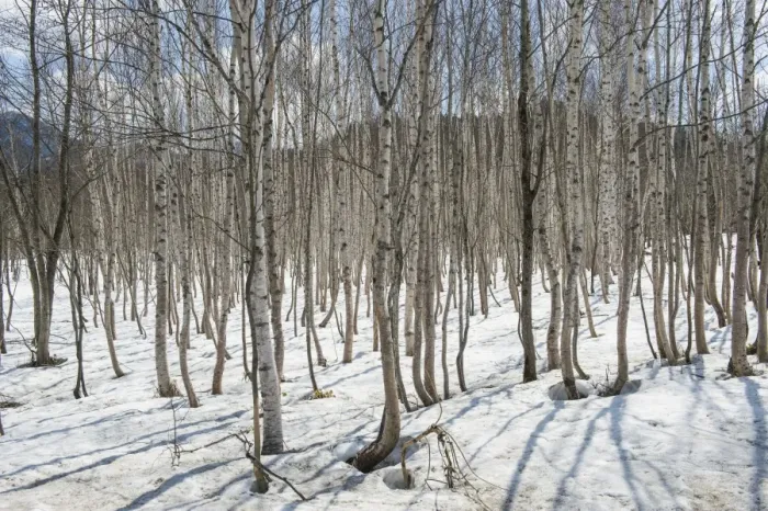 Framed Print : Birch tree forest, Furano, Hokkaido, Japan, Asia Framed Print : Birch tree forest, Furano, Hokkaido, Japan, Asia