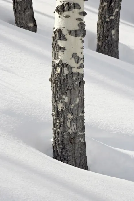 Framed Print : Birch tree trunks in snow, Yellowstone National Park, Wyoming, United States of America Framed Print : Birch tree trunks in snow, Yellowstone National Park, Wyoming, United States of America