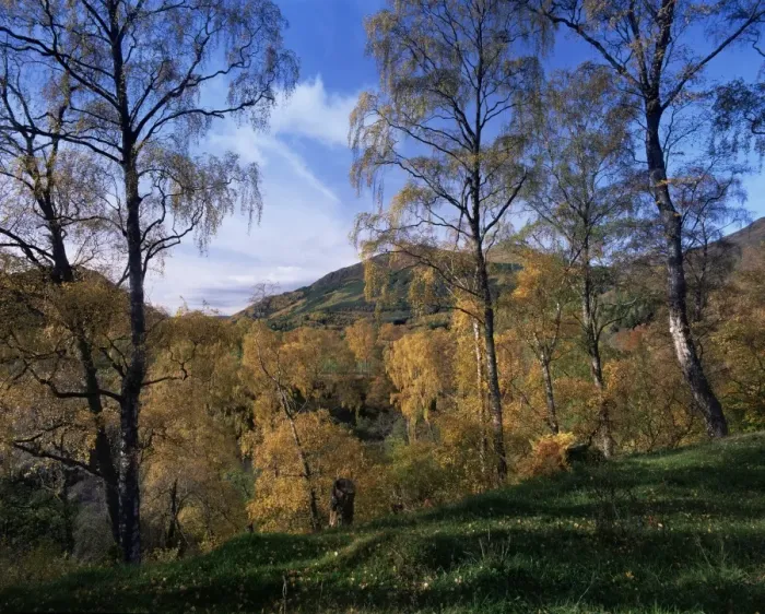 Framed Print : Birch trees in autumn Framed Print : Birch trees in autumn
