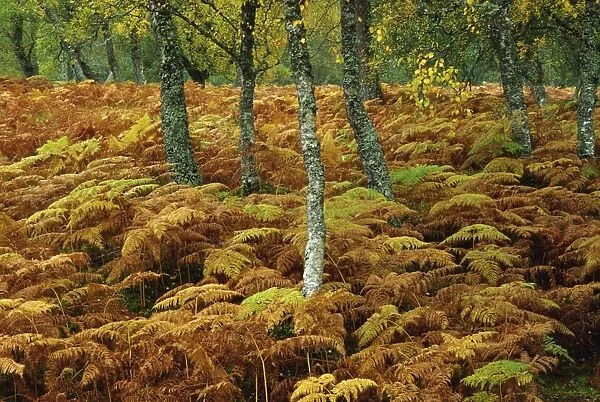 Birch trees and bracken in autumn, Glen Strathfarrar, Highlands, Scotland