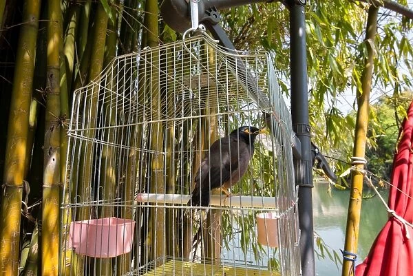 Bird in a cage in Lijiang, Yunnan, China, Asia