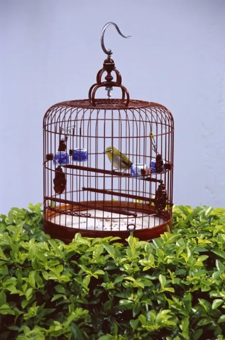 Framed Print : Bird in a cage, Yuen Po Bird Garden, Mong Kok, Kowloon, Hong Kong, China, Asia