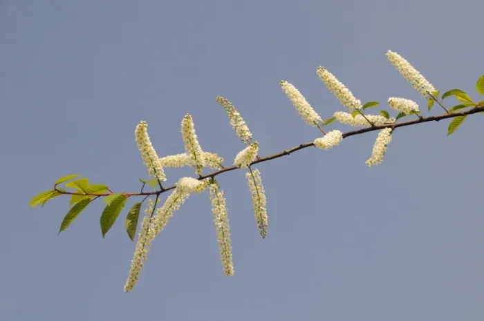 Framed Print : Bird cherry tree (Prunus padus Watereri) flowering branch against blue sky, Parade gardens, Bath, England, United Kingdom, Europe Framed Print : Bird cherry tree (Prunus padus Watereri) flowering branch against blue sky, Parade gardens, Bath, England, United Kingdom, Europe