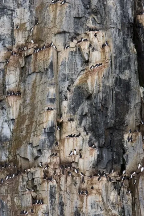 Framed Print : Bird Cliff
