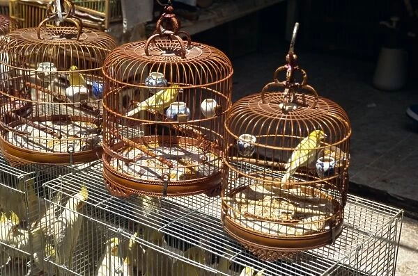 Bird market, Kowloon, Hong Kong, China, Asia