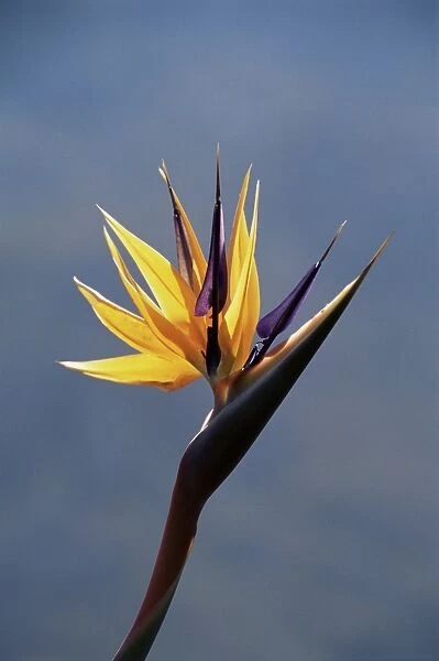 Bird of paradise flower (Strelitzia reginae)