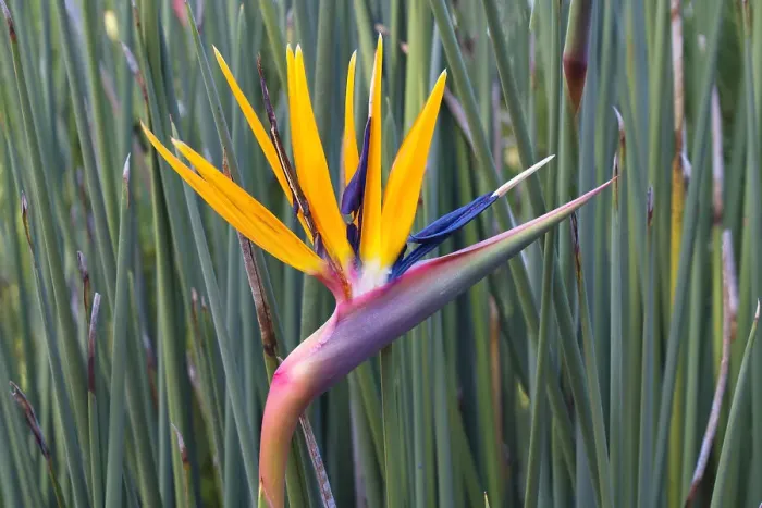 Framed Print : Bird of Paradise flower (Strelitzia reginae), Kirstenbosch, Cape Town, South Africa, Africa Framed Print : Bird of Paradise flower (Strelitzia reginae), Kirstenbosch, Cape Town, South Africa, Africa