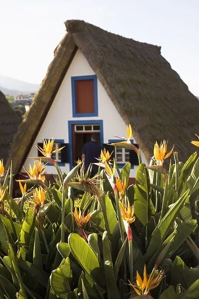 Bird of Paradise flowers bloom in front of a traditional thatched Palheiro A-frame house in the town of Santana, Madeira