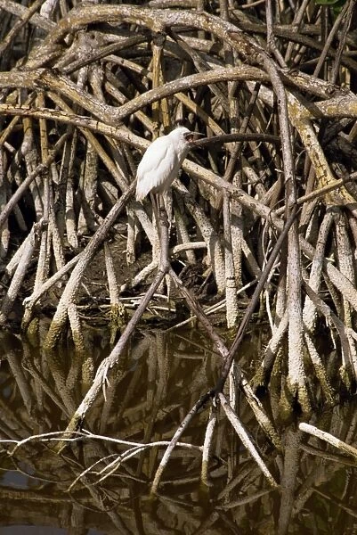 Bird perched in mangroves