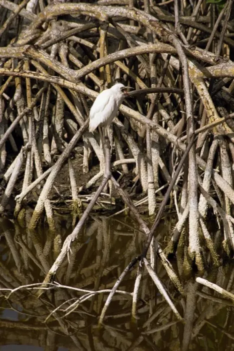 Framed Print : Bird perched in mangroves Framed Print : Bird perched in mangroves