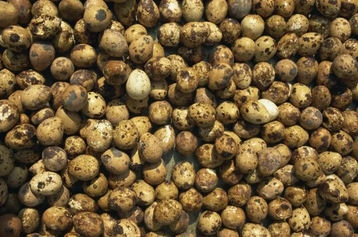 Framed Print : Birds eggs for sale, Gulang Island, Shandong, China, Asia Framed Print : Birds eggs for sale, Gulang Island, Shandong, China, Asia