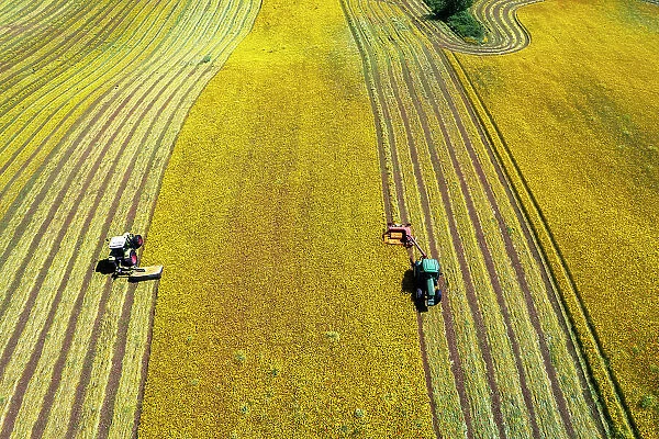 Bird's eye view of two combined tractors mowing a yellow meadow in two different rows, Italy, Europe