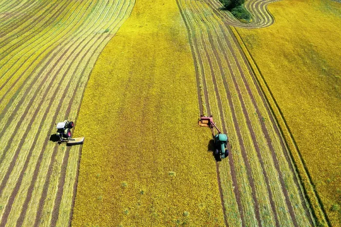 Framed Print : Bird's eye view of two combined tractors mowing a yellow meadow in two different rows, Italy, Europe Framed Print : Bird's eye view of two combined tractors mowing a yellow meadow in two different rows, Italy, Europe