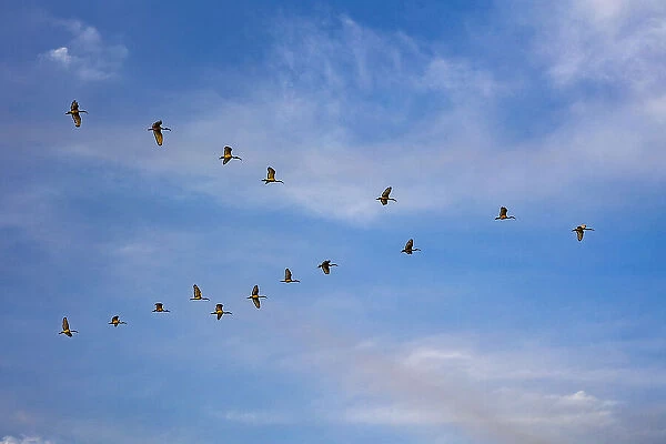 Birds flying over the Saloum river delta in Senegal, West Africa, Africa