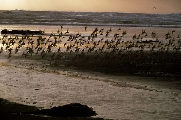 Birds flying over shore of the Pacific Ocean