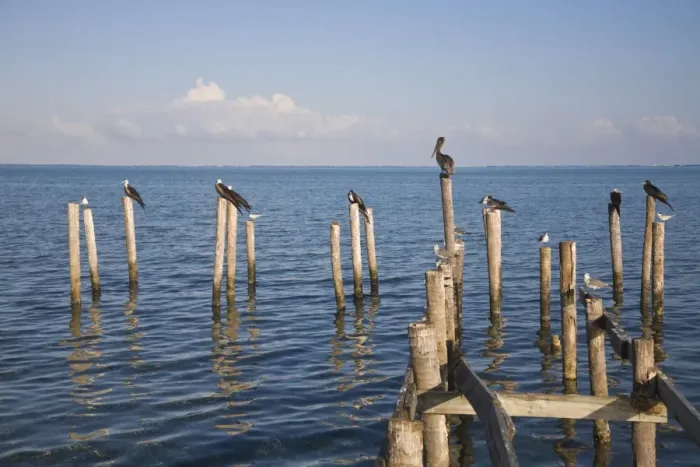Framed Print : Birds on jetty posts, Caye Caulker, Belize, Central America Framed Print : Birds on jetty posts, Caye Caulker, Belize, Central America