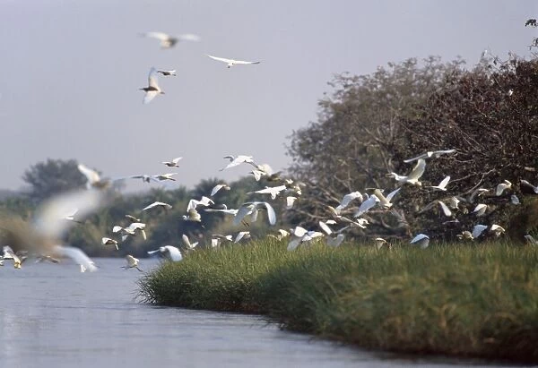 Birds in reedbeds, Okavango River, Botswana, Africa
