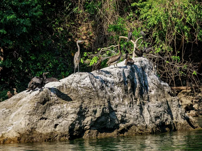Framed Print : Birds at the rock in Sumidero Canyon, Chiapas State, Mexico Framed Print : Birds at the rock in Sumidero Canyon, Chiapas State, Mexico
