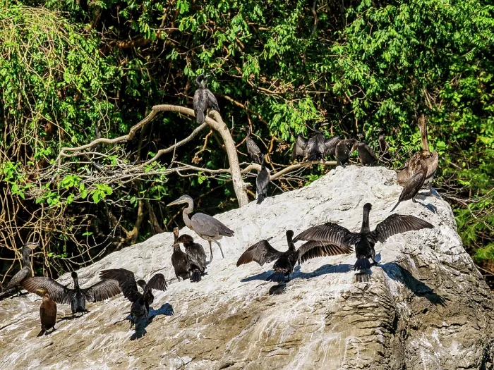 Framed Print : Birds at the rock in Sumidero Canyon, Chiapas State, Mexico Framed Print : Birds at the rock in Sumidero Canyon, Chiapas State, Mexico