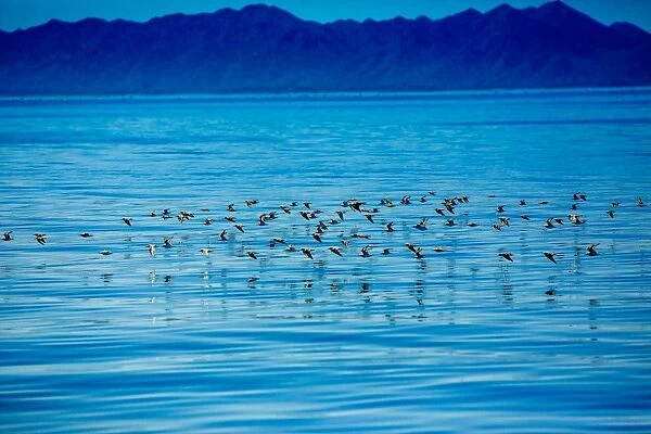 Birds, Whale Watching, Magdalena Bay, Mexico, North America