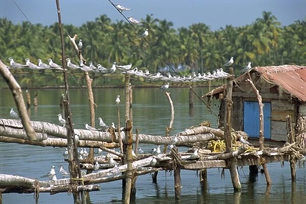Birds on wooden jetty