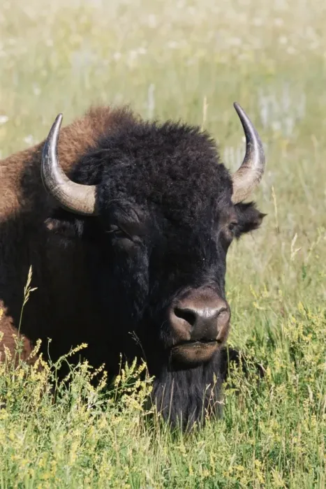 Framed Print : Bison (Bison bison)
