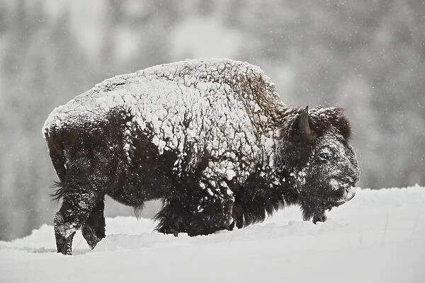 Bison (Bison bison) bull covered with snow in snowfall in the winter, Yellowstone National Park