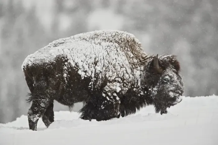Framed Print : Bison (Bison bison) bull covered with snow in snowfall in the winter, Yellowstone National Park Framed Print : Bison (Bison bison) bull covered with snow in snowfall in the winter, Yellowstone National Park