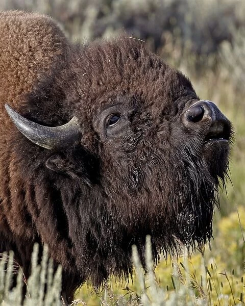 Bison (Bison bison) bull demonstrating the flehmen response, Yellowstone National Park