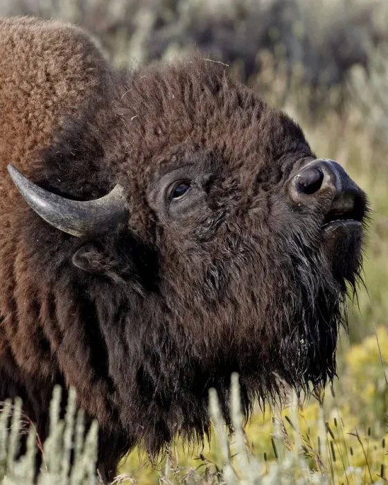 Framed Print : Bison (Bison bison) bull demonstrating the flehmen response, Yellowstone National Park Framed Print : Bison (Bison bison) bull demonstrating the flehmen response, Yellowstone National Park