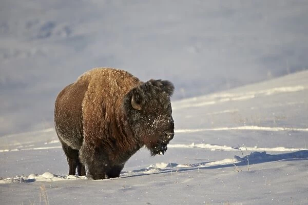 Bison (Bison bison) bull in the snow, Yellowstone National Park, Wyoming, United States of America, North America