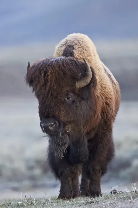 Framed Print : Bison (Bison bison) bull in the spring, Yellowstone National Park, UNESCO World Heritage Site, Wyoming, United States of America, North America Framed Print : Bison (Bison bison) bull in the spring, Yellowstone National Park, UNESCO World Heritage Site, Wyoming, United States of America, North America