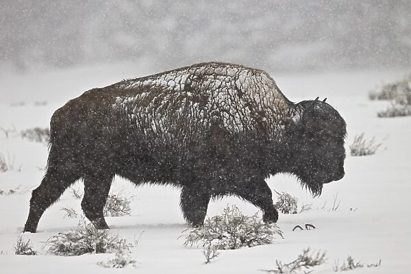 Bison (Bison bison) bull in a spring snowstorm, Yellowstone National Park, UNESCO World Heritage Site, Wyoming, United States of America, North America