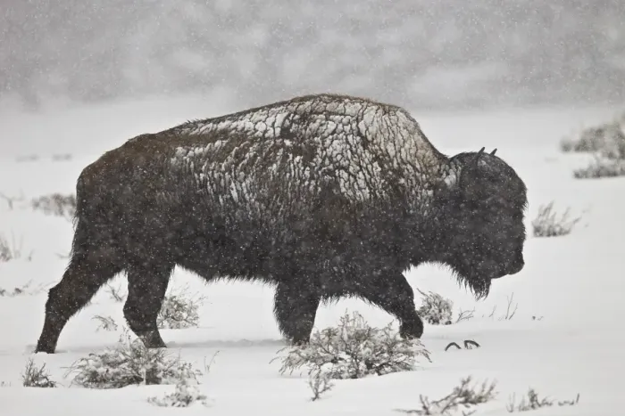 Framed Print : Bison (Bison bison) bull in a spring snowstorm, Yellowstone National Park, UNESCO World Heritage Site, Wyoming, United States of America, North America Framed Print : Bison (Bison bison) bull in a spring snowstorm, Yellowstone National Park, UNESCO World Heritage Site, Wyoming, United States of America, North America