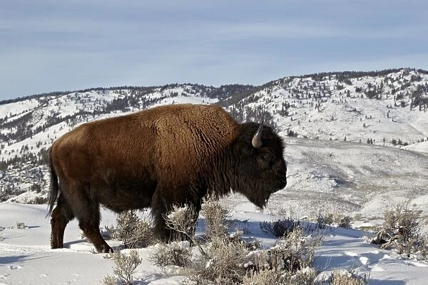 Bison (Bison bison) bull in the winter, Yellowstone National Park, UNESCO World Heritage Site, Wyoming, United States of America, North America