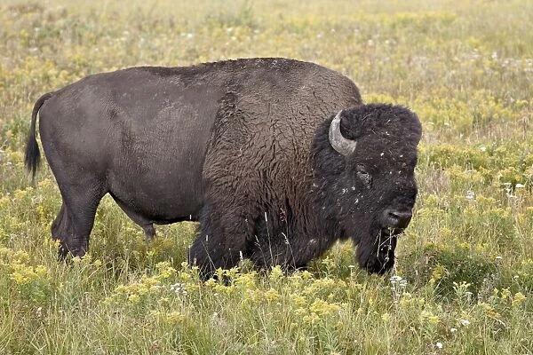 Bison (Bison bison) bull among yellow wildflowers, Yellowstone National Park, Wyoming, United States of America, North America
