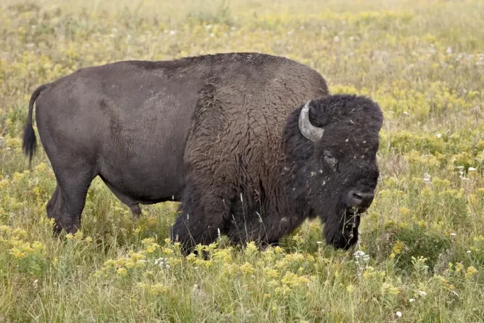 Framed Print : Bison (Bison bison) bull among yellow wildflowers, Yellowstone National Park, Wyoming, United States of America, North America Framed Print : Bison (Bison bison) bull among yellow wildflowers, Yellowstone National Park, Wyoming, United States of America, North America
