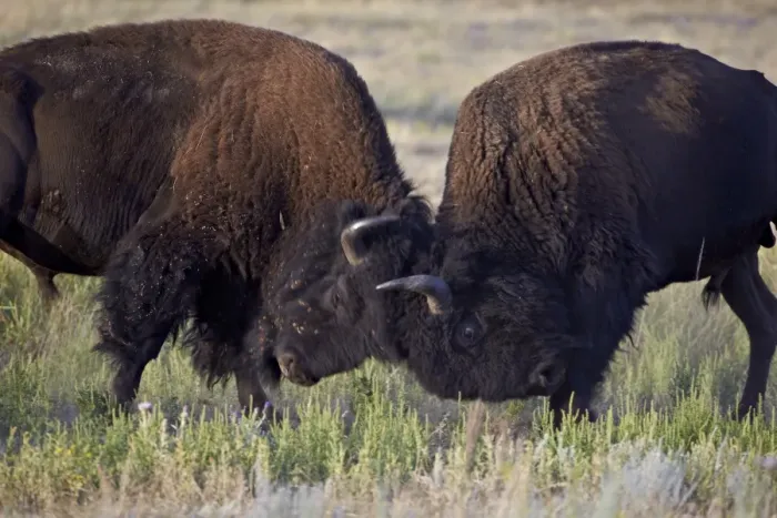 Framed Print : Bison (Bison bison) bulls sparring, Custer State Park, South Dakota, United States of America, North America Framed Print : Bison (Bison bison) bulls sparring, Custer State Park, South Dakota, United States of America, North America