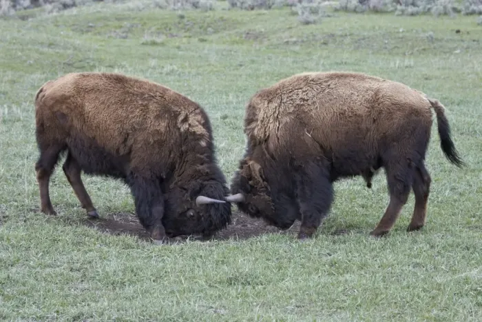 Framed Print : Two Bison (Bison bison) bulls sparring, Yellowstone National Park, Wyoming, United States of America, North America