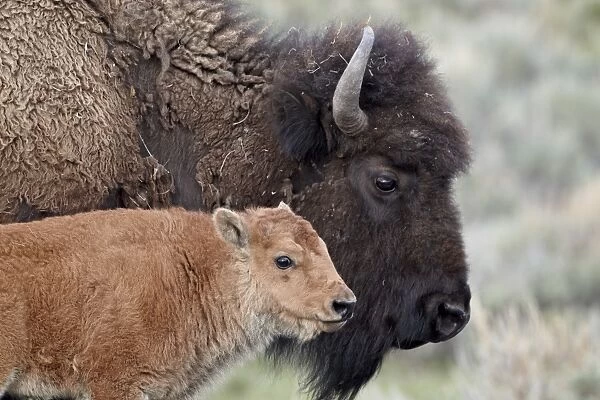 Bison (Bison bison) calf in front of its mother, Yellowstone National Park, Wyoming, United States of America, North America