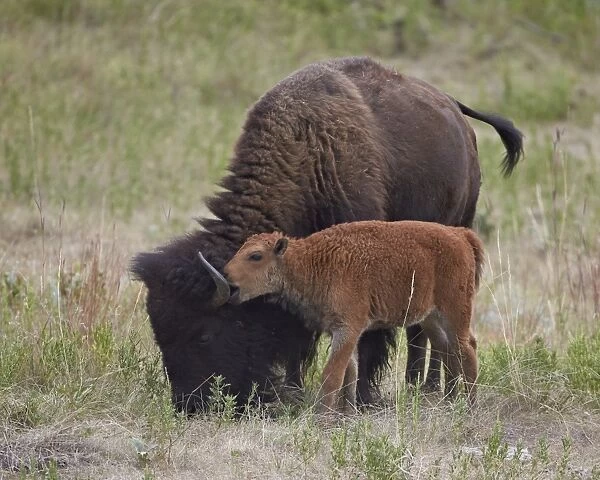 Bison (Bison bison) calf playing with its mother, Custer State Park, South Dakota, United States of America, North America