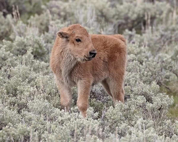 Bison (Bison bison) calf, Yellowstone National Park, Wyoming, United States of America, North America